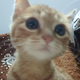 覃照睿